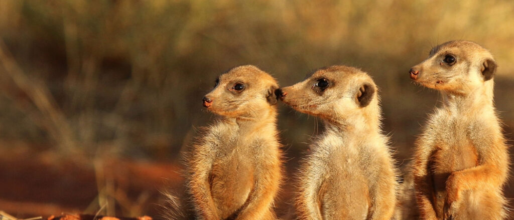10 Schlüsselfähigkeiten für gelingende Dialoge